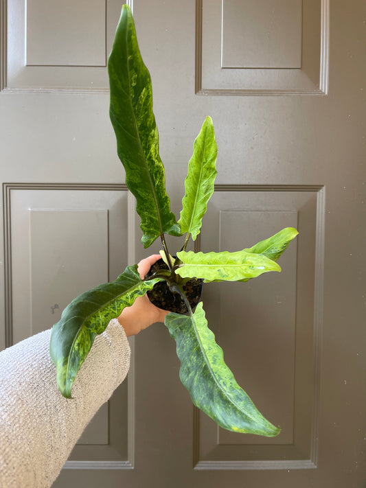 Alocasia lauterbachiana variegated (Yellow)