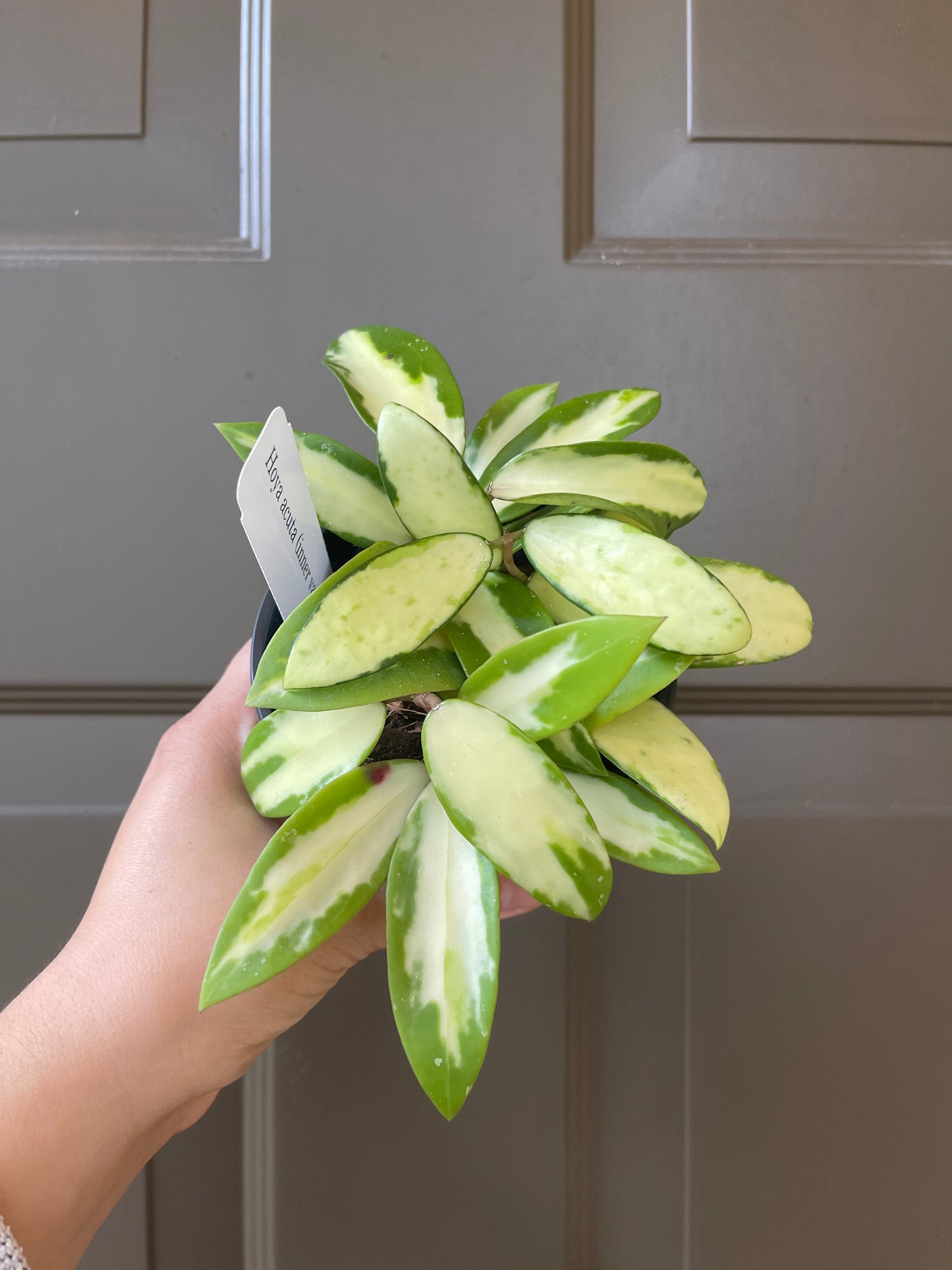 4" Hoya Acuta (Inner Variegation) – The Subtle Showstopper