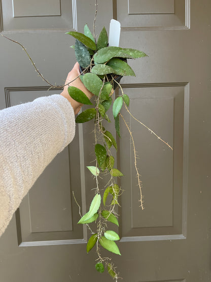 4" Hoya Caudata – A Tropical Treasure with Speckled Elegance