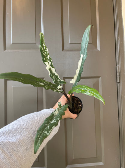 Alocasia lauterbachiana variegated (White)