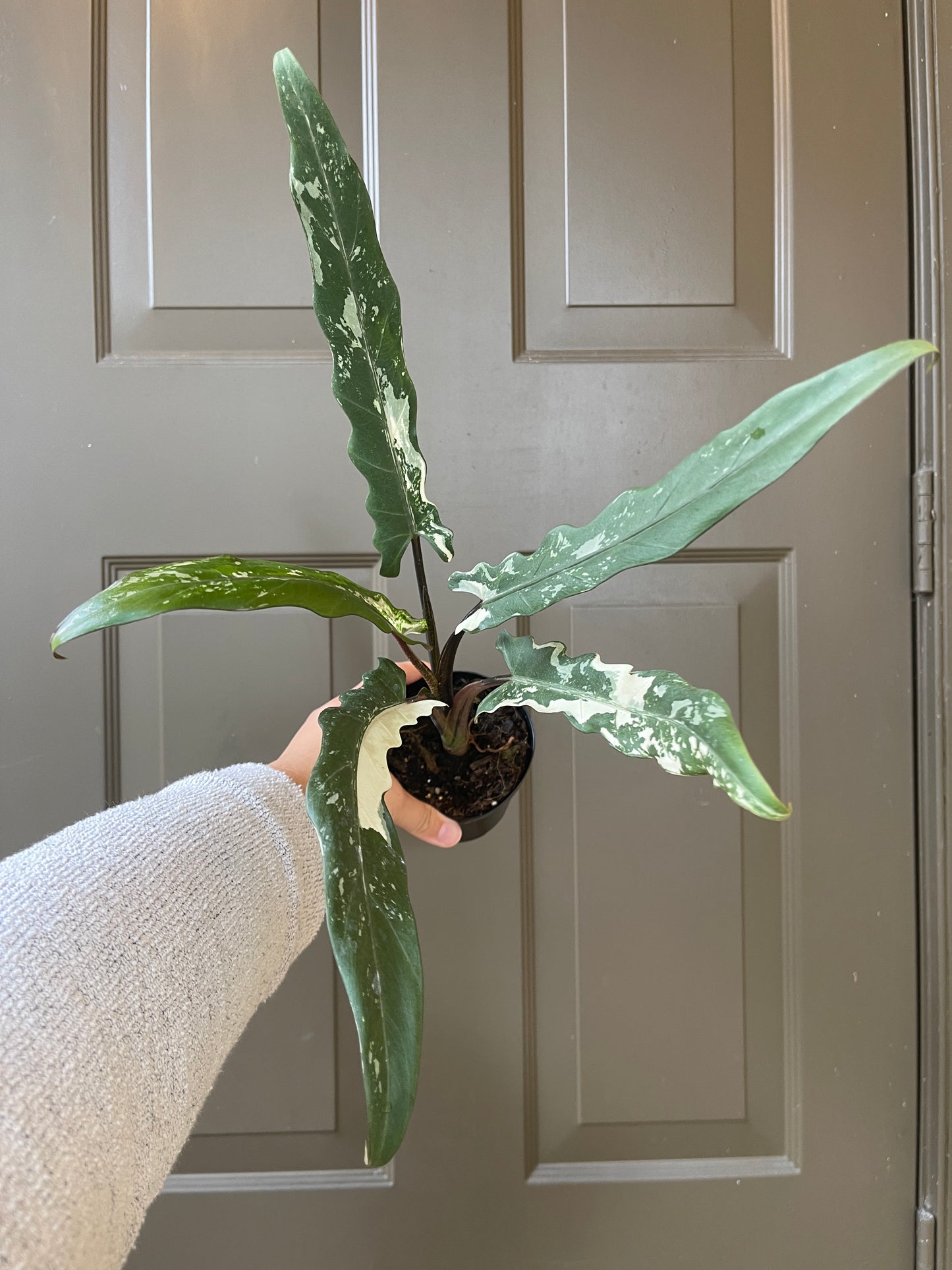 Alocasia lauterbachiana variegated (White)