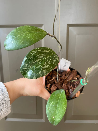 4" Hoya 'Michele' (Trellis) – A Graceful Climber with Heartfelt Charm