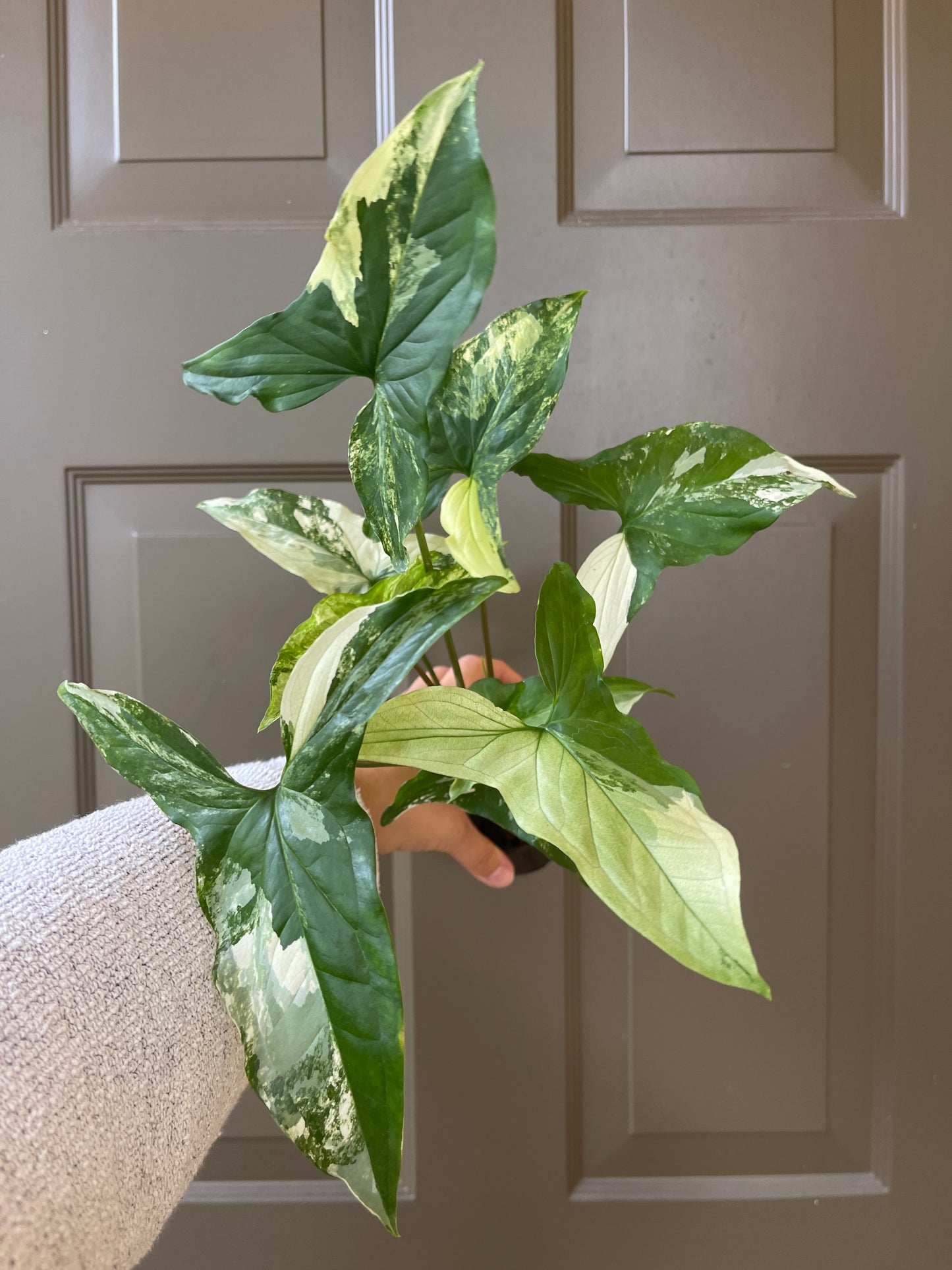 4" Syngonium podophyllum (Albo)