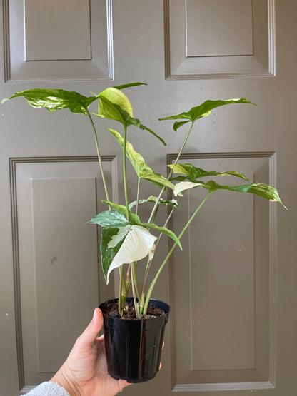 4" Syngonium podophyllum (Albo)