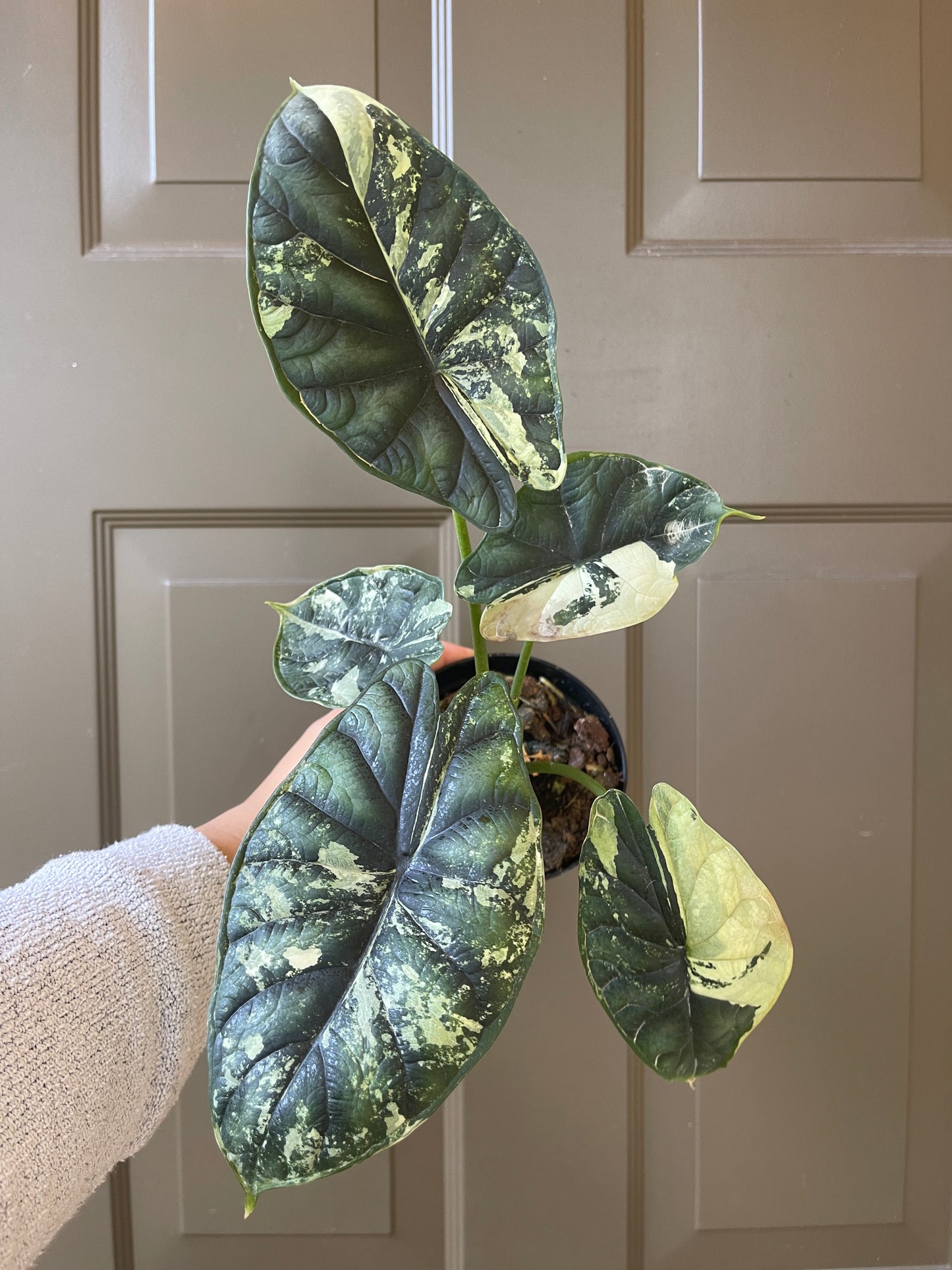 4" Alocasia Baginda 'Dragon Scale' Variegated – A Rare Gem of Nature’s Artistry