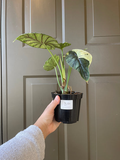 4" Alocasia Baginda 'Dragon Scale' Variegated – A Rare Gem of Nature’s Artistry