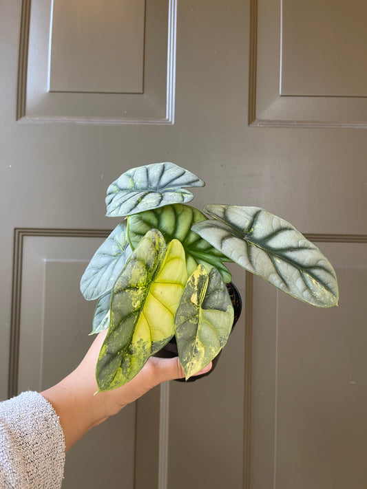 Alocasia baginda 'Silver Dragon' variegated