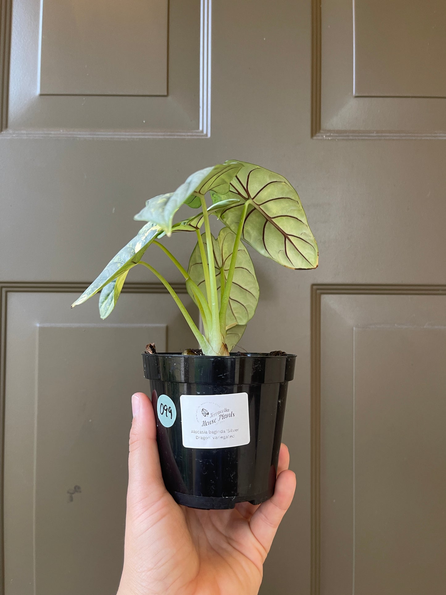 Alocasia baginda 'Silver Dragon' variegated