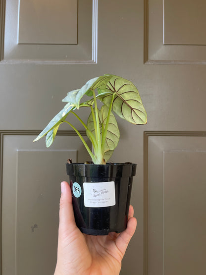 Alocasia baginda 'Silver Dragon' variegated