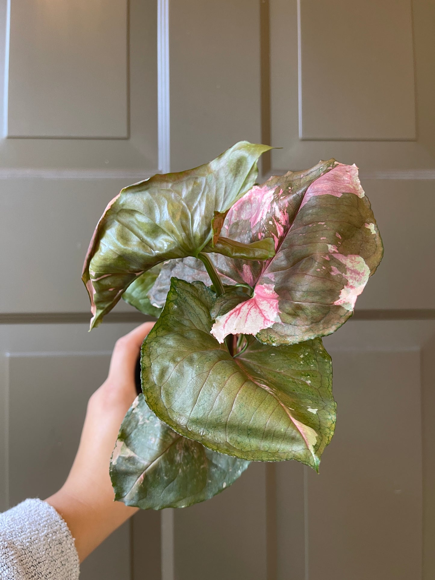 4" Syngonium 'Strawberry Ice'