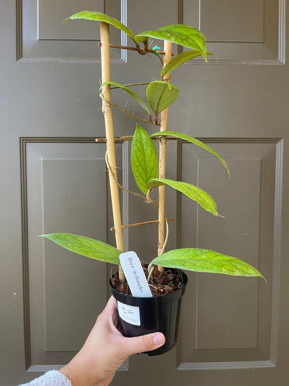 4" Hoya Vitellinoides (Trellis) – A Unique Climber with Golden Charm