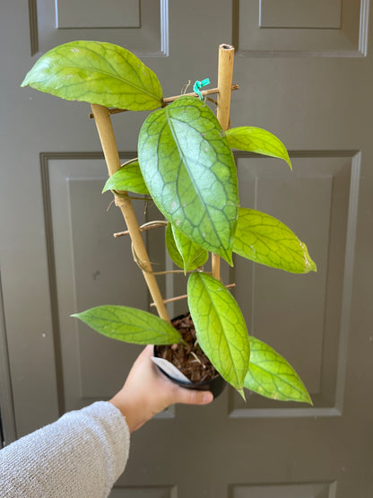 4" Hoya Vitellinoides (Trellis) – A Unique Climber with Golden Charm