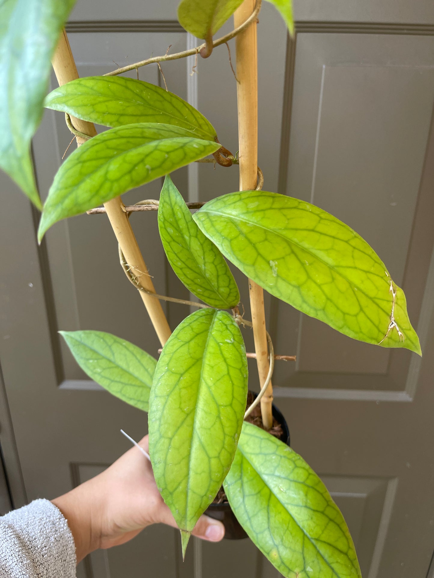 4" Hoya Vitellinoides (Trellis) – A Unique Climber with Golden Charm