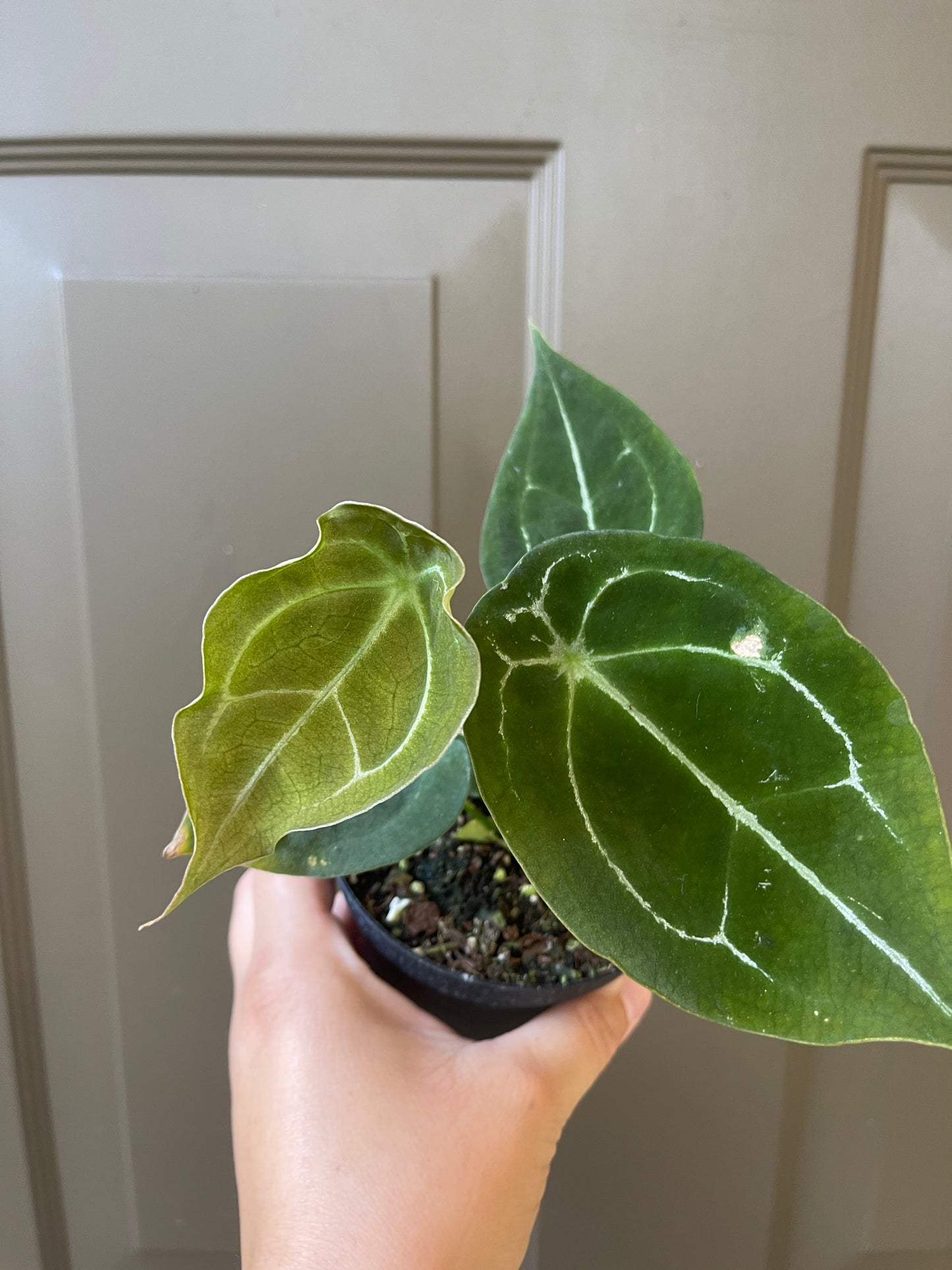 4" Anthurium 'Forgetii Hybrid'