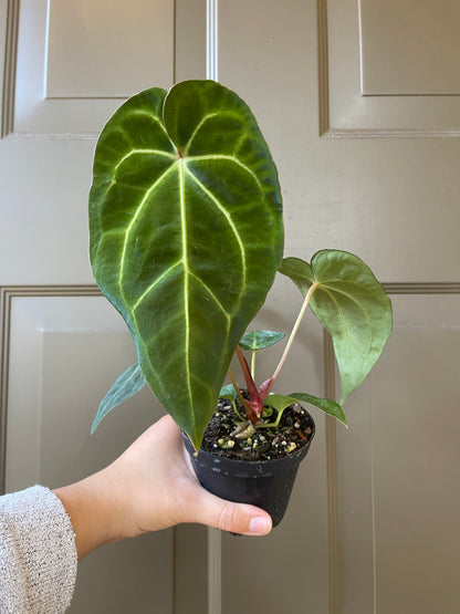 4" Anthurium 'Magnificum x Crystallinum'