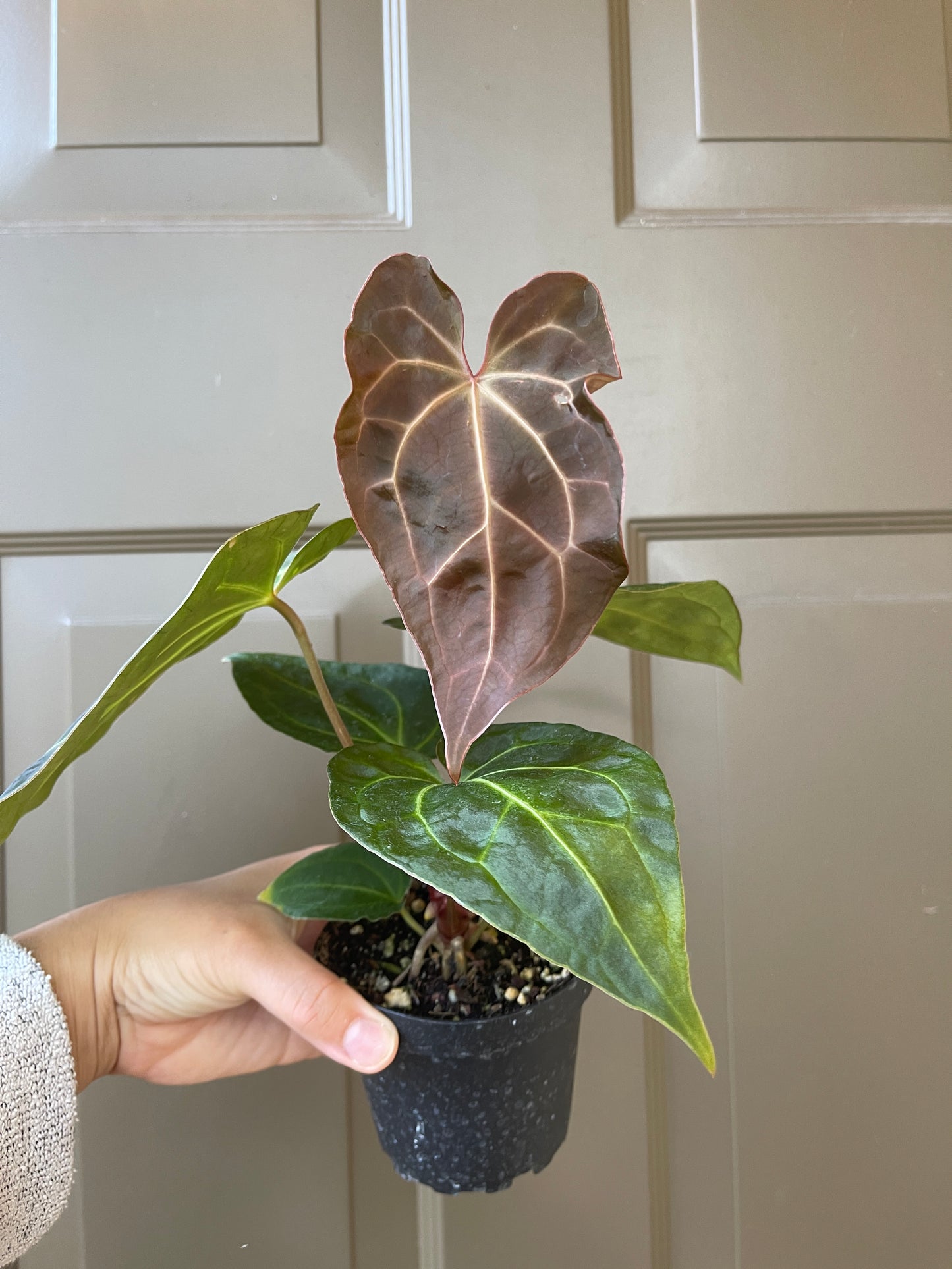 4" Anthurium 'Magnificum x Crystallinum'