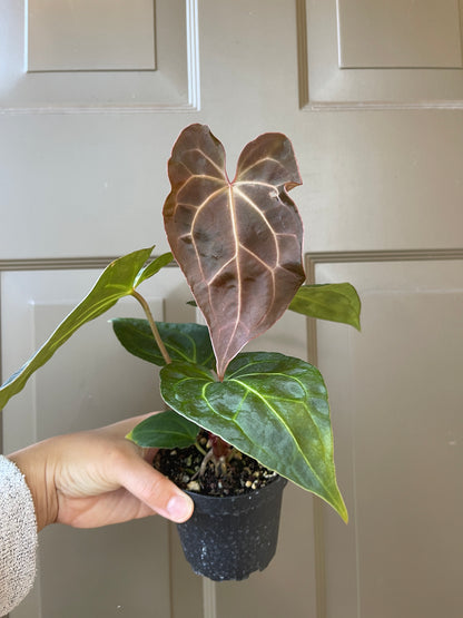 4" Anthurium 'Magnificum x Crystallinum'