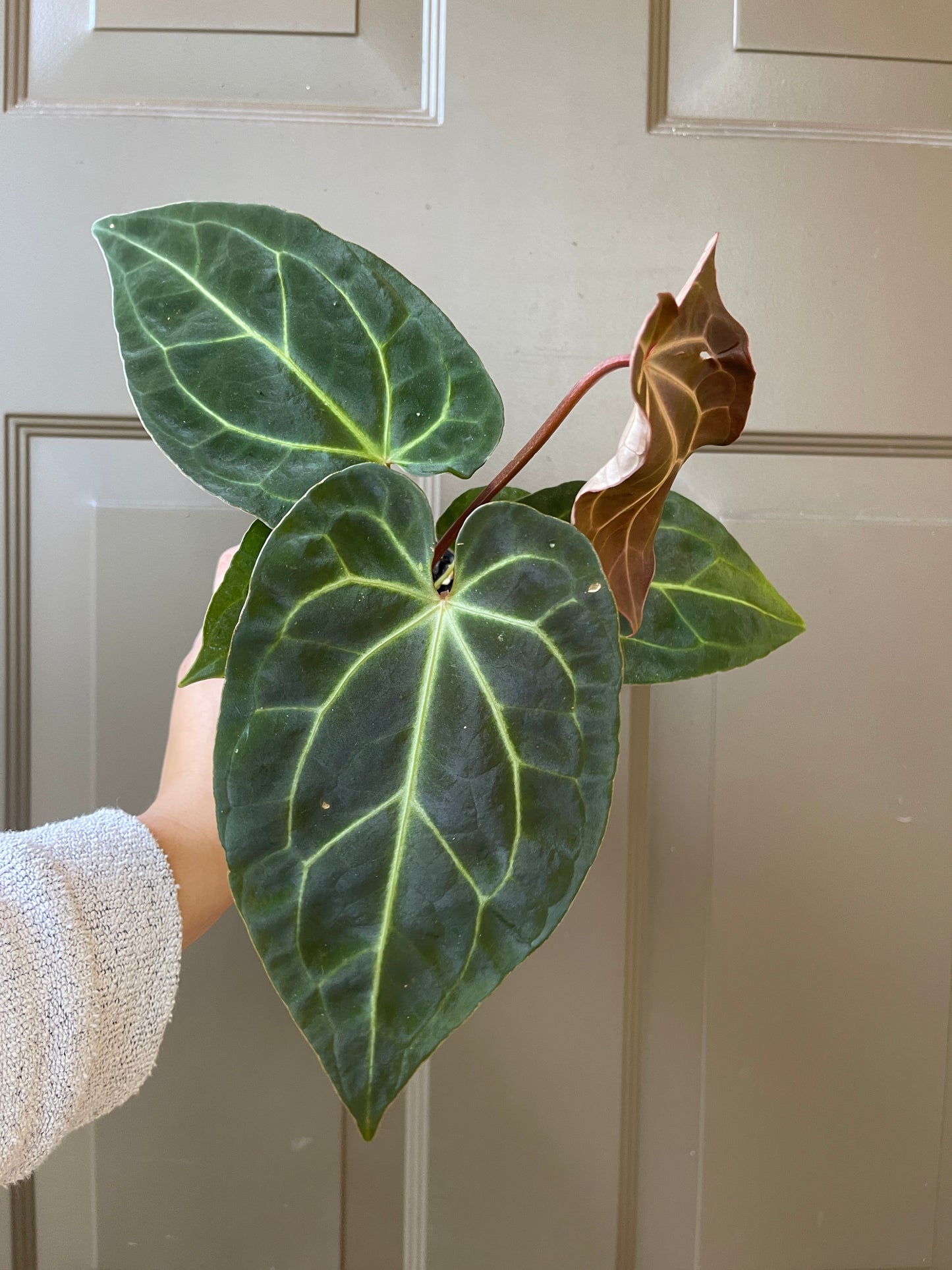 4" Anthurium 'Magnificum x Crystallinum'