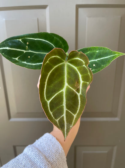 4" Anthurium 'Crystallinum’