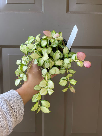 4" Hoya Heuschkeliana Variegated – A Petite Beauty with Delightful Color