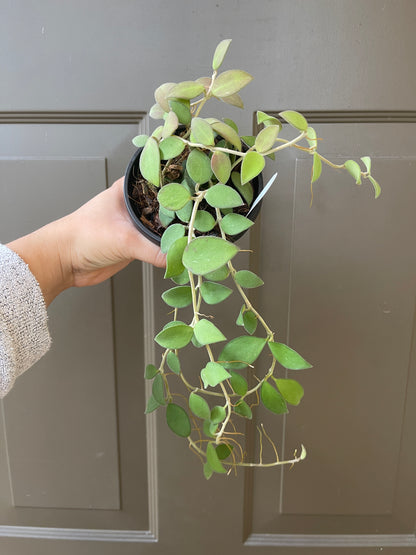 4" Hoya Nummularoides – The Coin-Leafed Wonder