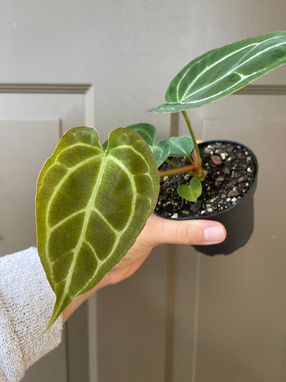 4" Anthurium 'Crystallinum’