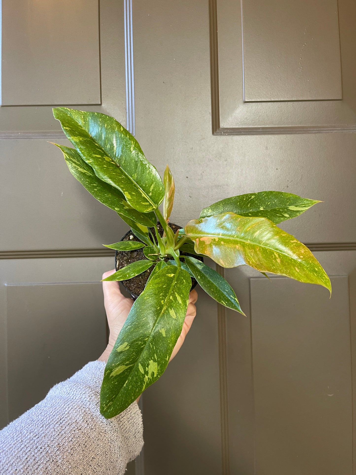 4" Philodendron ‘Ring of Fire’