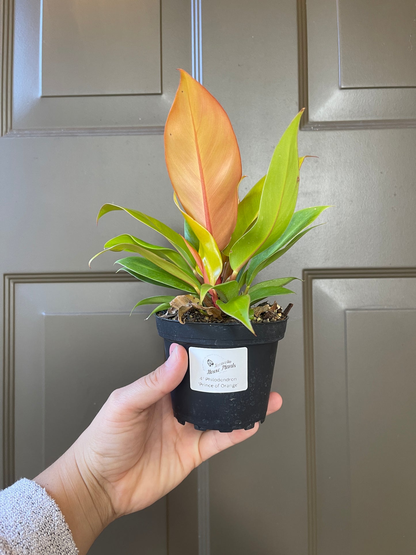 4" Philodendron 'Prince of Orange'