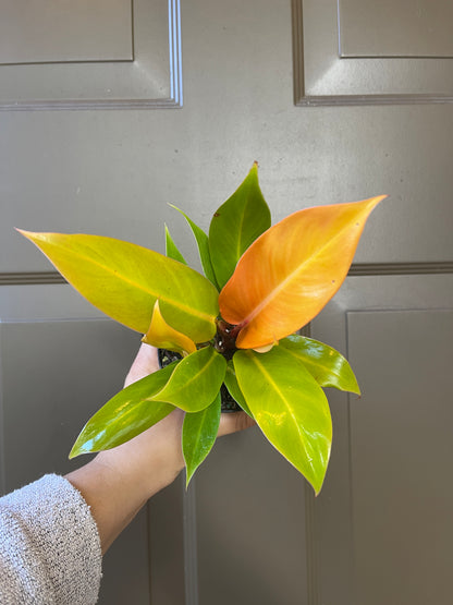 4" Philodendron 'Prince of Orange'