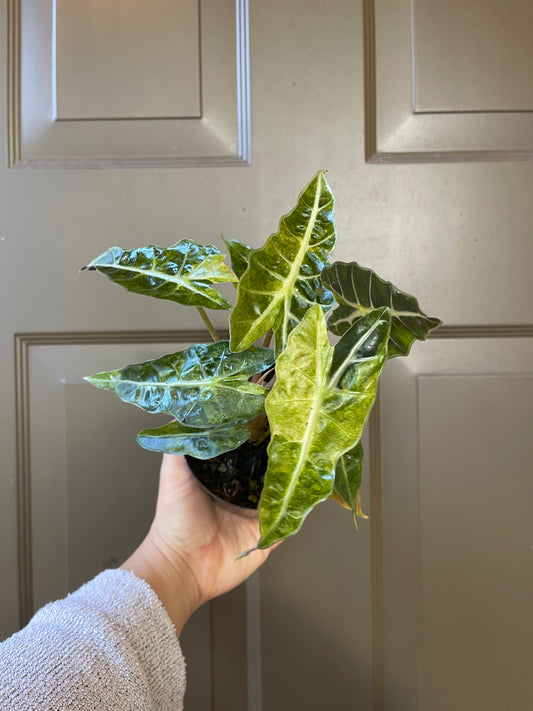 Alocasia Amazonica 'Polly' Variegated – A Dazzling Beauty of the Tropics