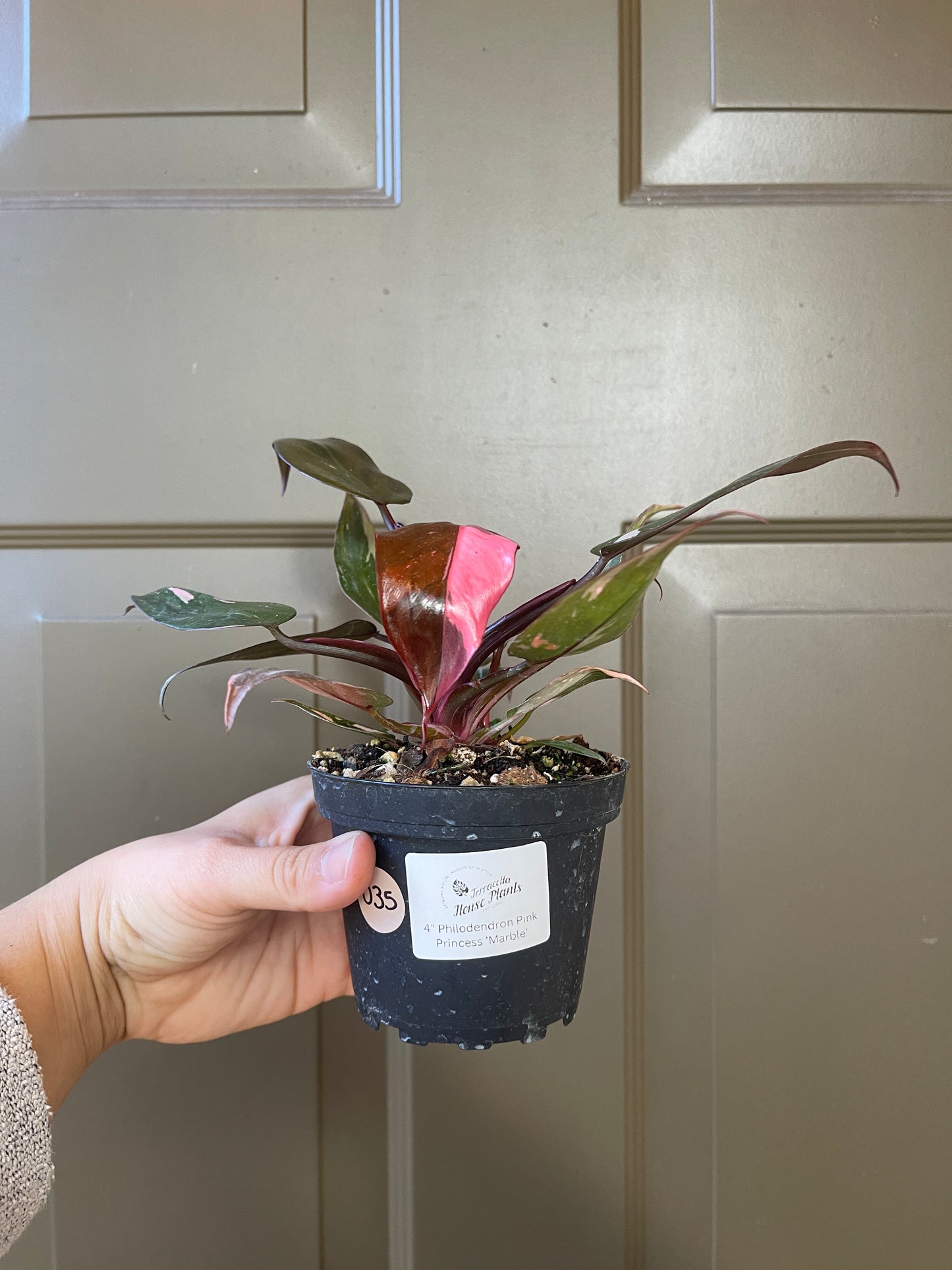 4" Philodendron Pink Princess 'Marble'