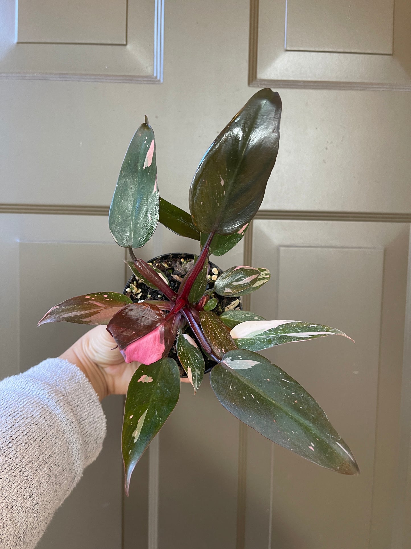 4" Philodendron Pink Princess 'Marble'