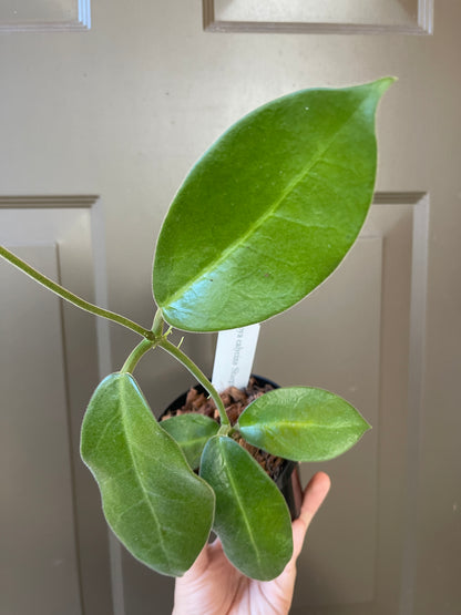 4" Hoya Calycina 'Stargazer' – A Blooming Beauty with Starry Appeal