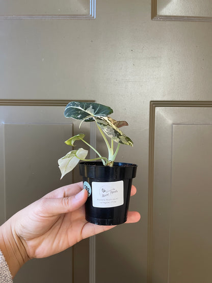 Alocasia 'Black Velvet' variegated (Pink)