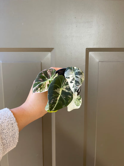 Alocasia 'Black Velvet' variegated (Pink)