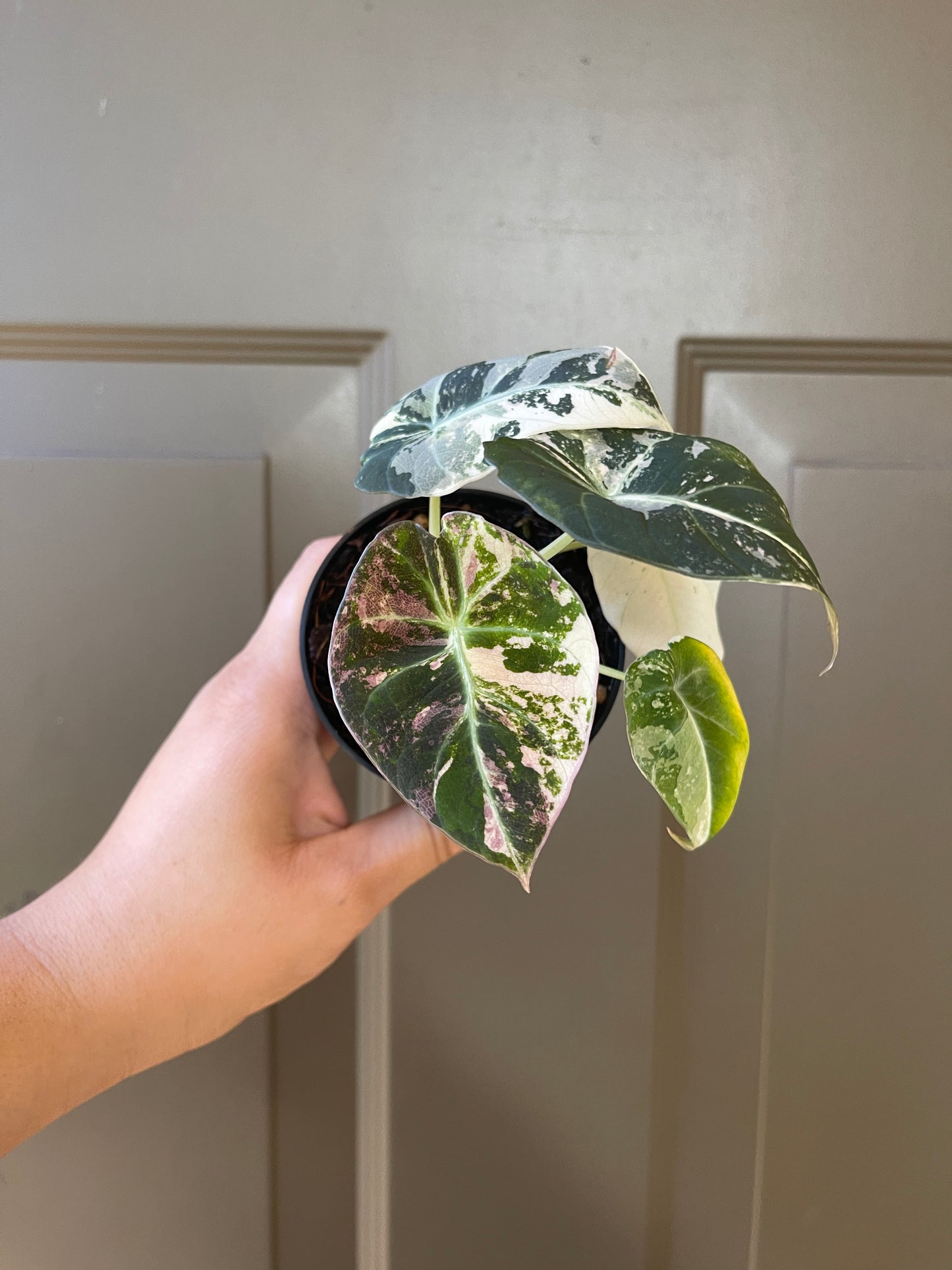 Alocasia 'Black Velvet' variegated (Pink)