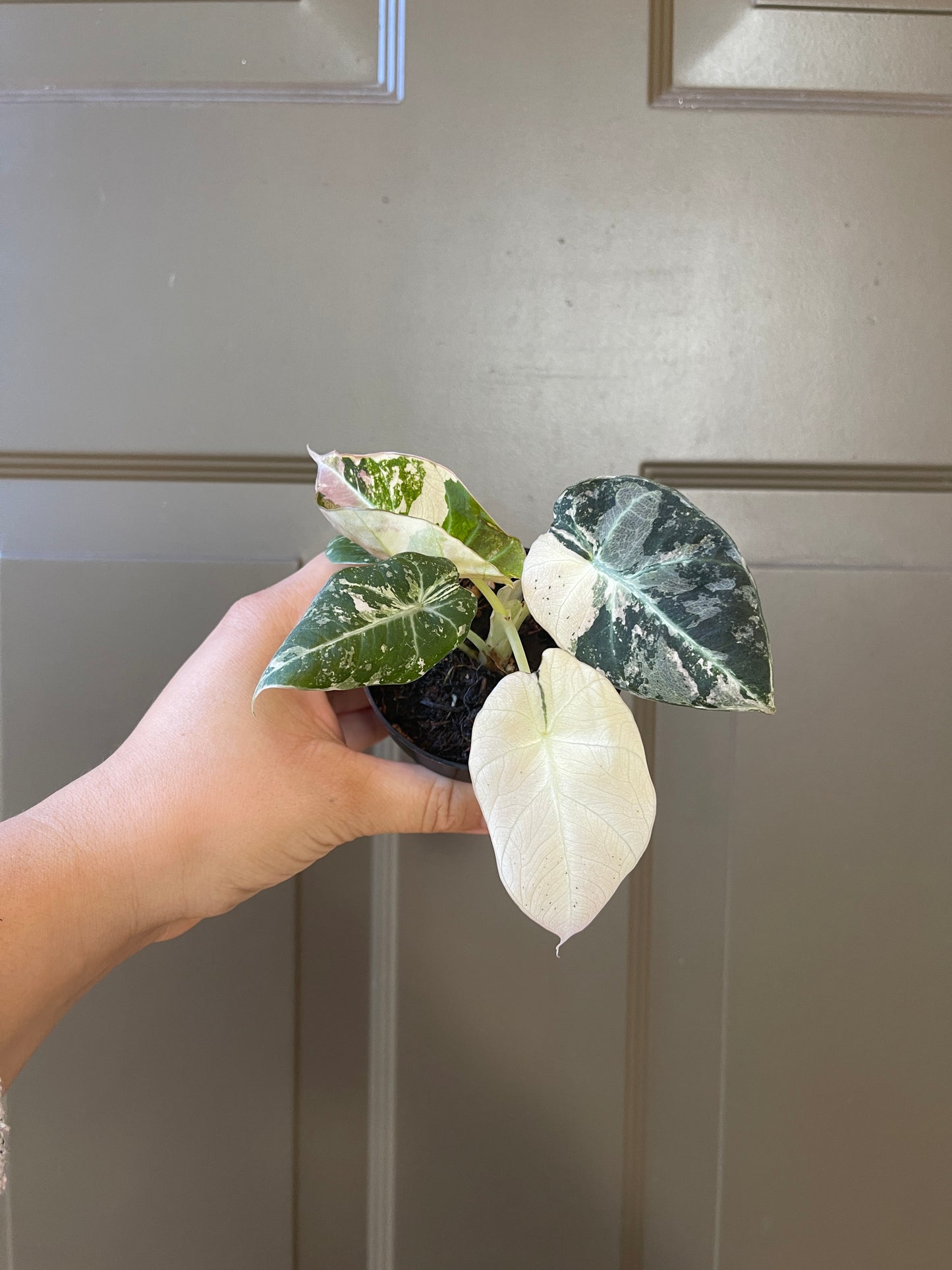 Alocasia 'Black Velvet' variegated (Pink)