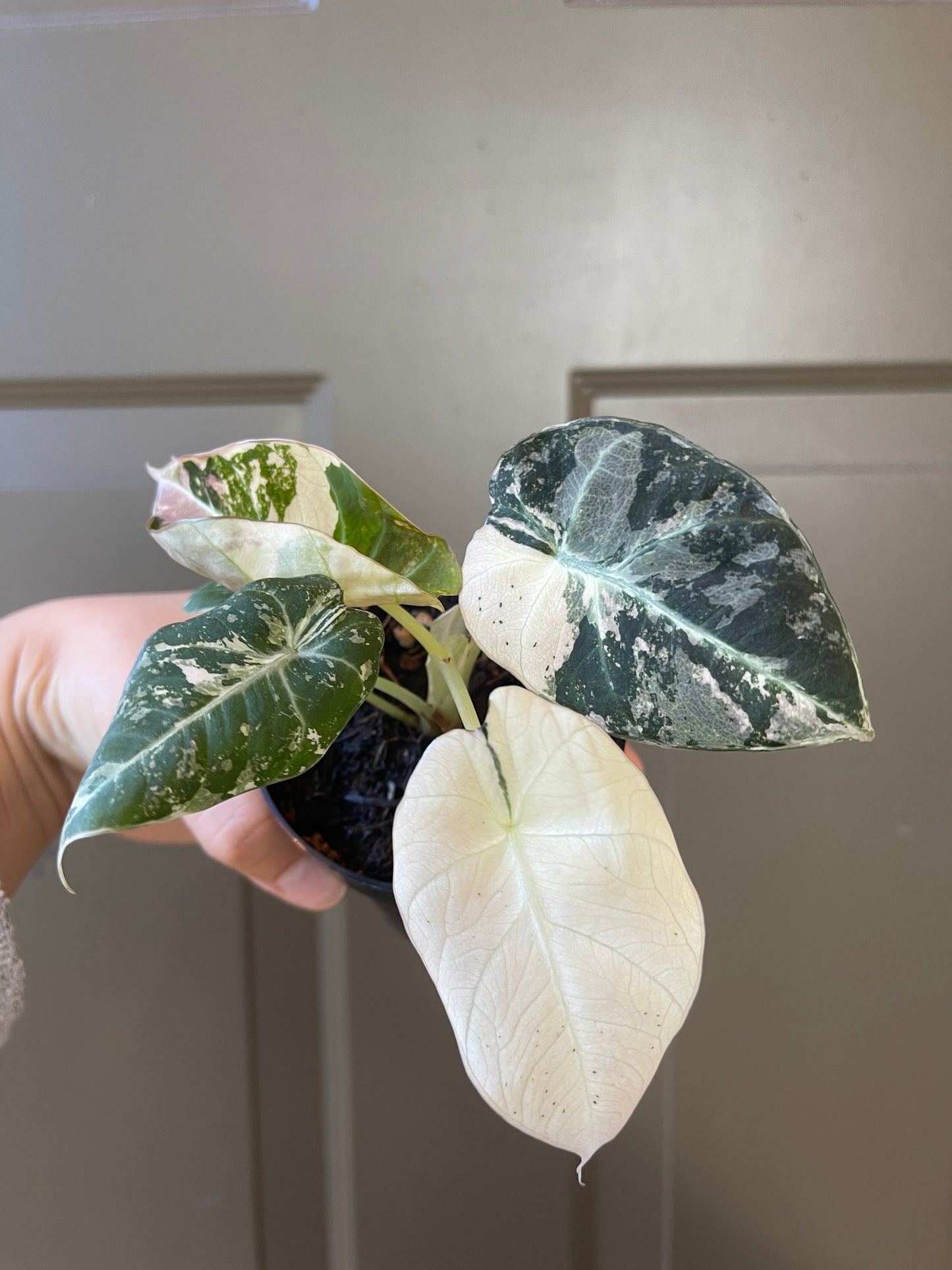 Alocasia 'Black Velvet' variegated (Pink)