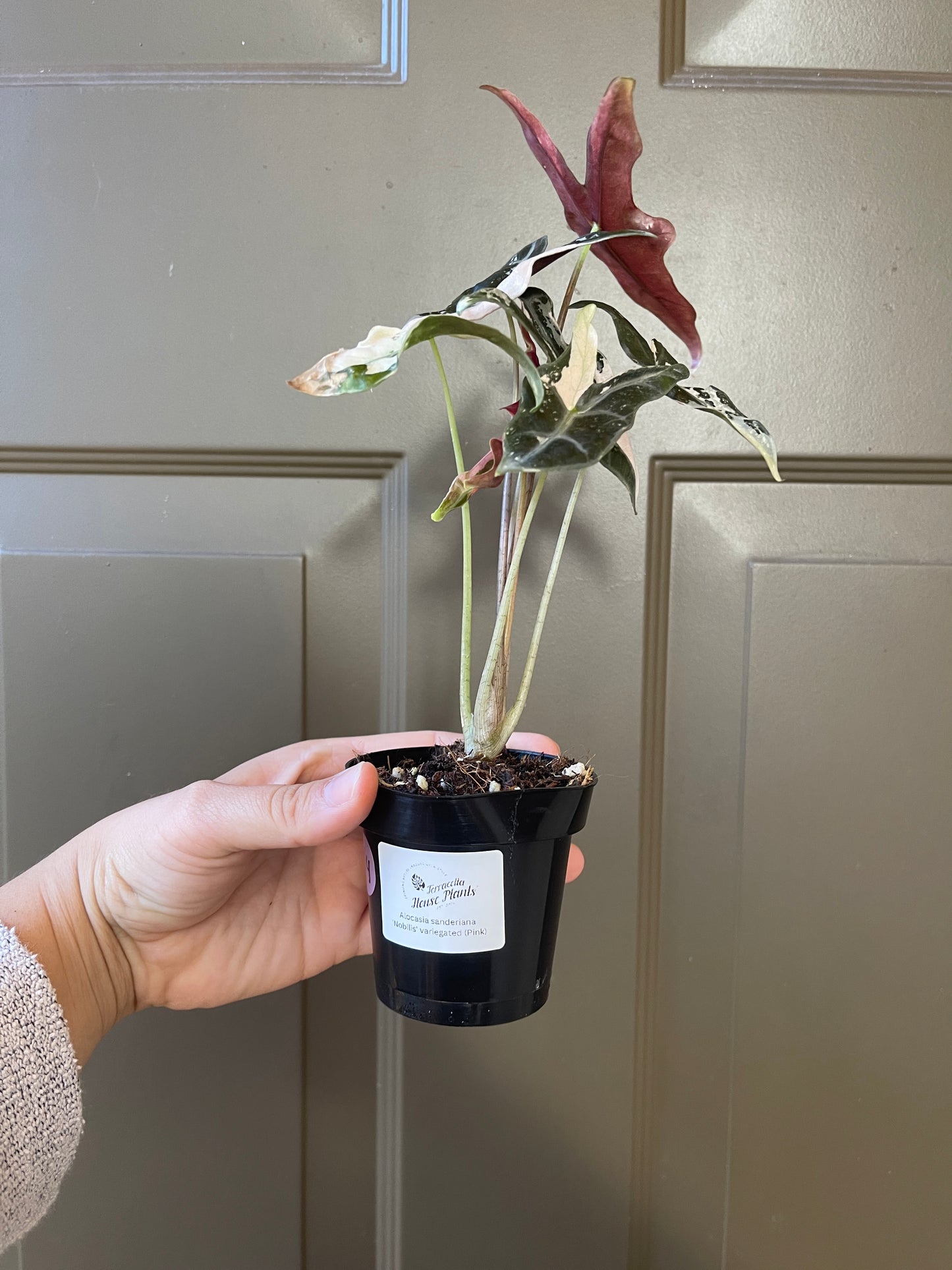 Alocasia Sanderiana 'Nobilis' Variegated (Pink)