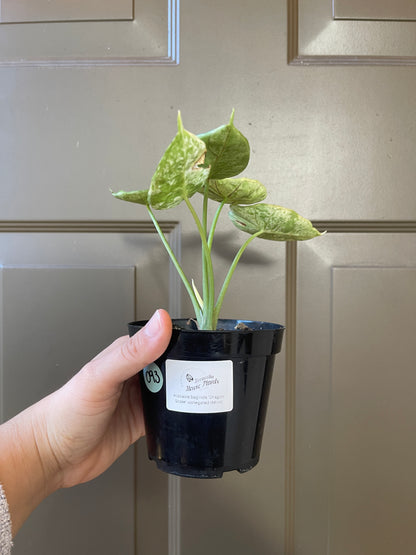 Alocasia baginda 'Dragon Scale' variegated (Mint)