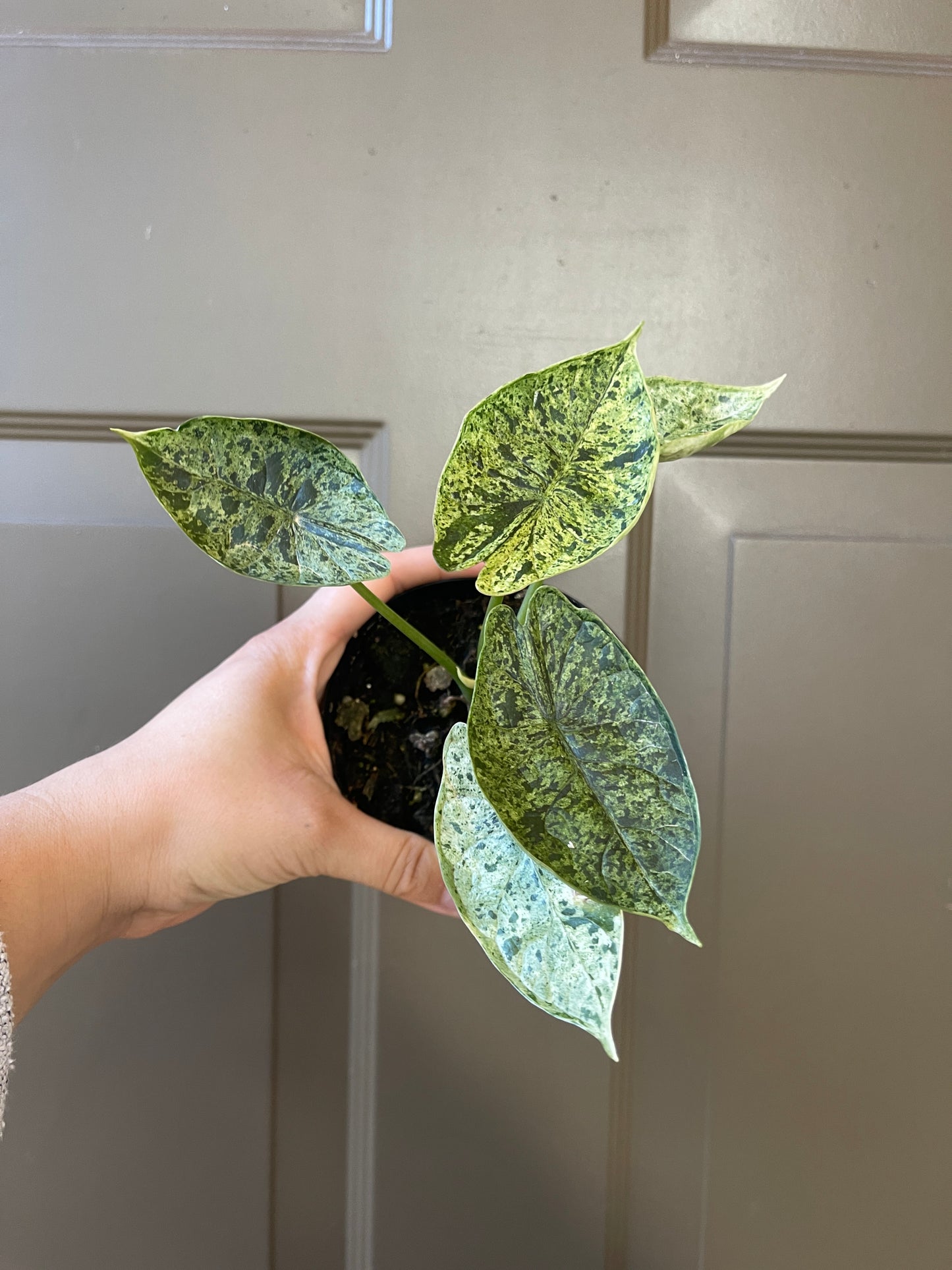 Alocasia baginda 'Dragon Scale' variegated (Mint)