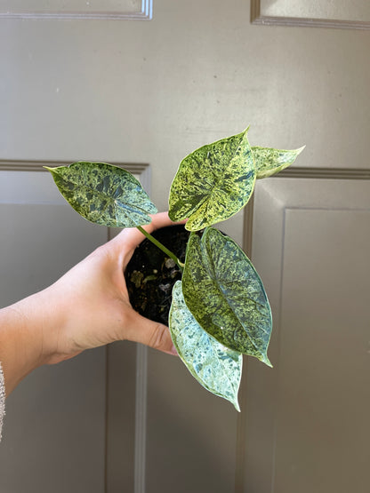 Alocasia baginda 'Dragon Scale' variegated (Mint)