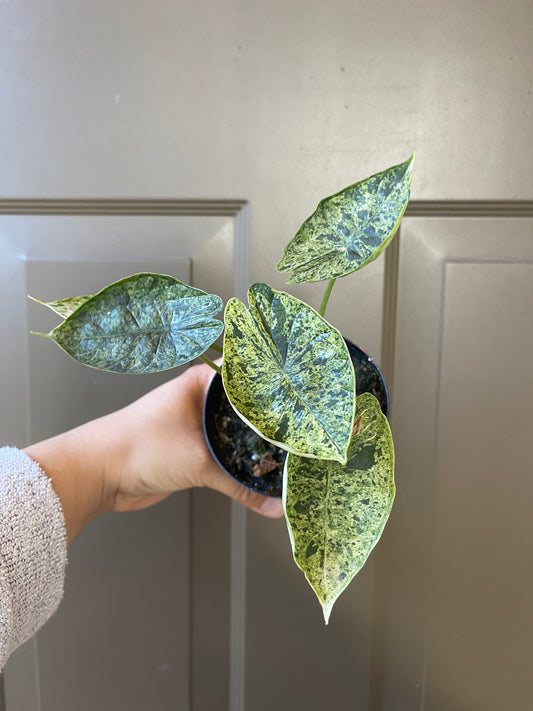 Alocasia baginda 'Dragon Scale' variegated (Mint)