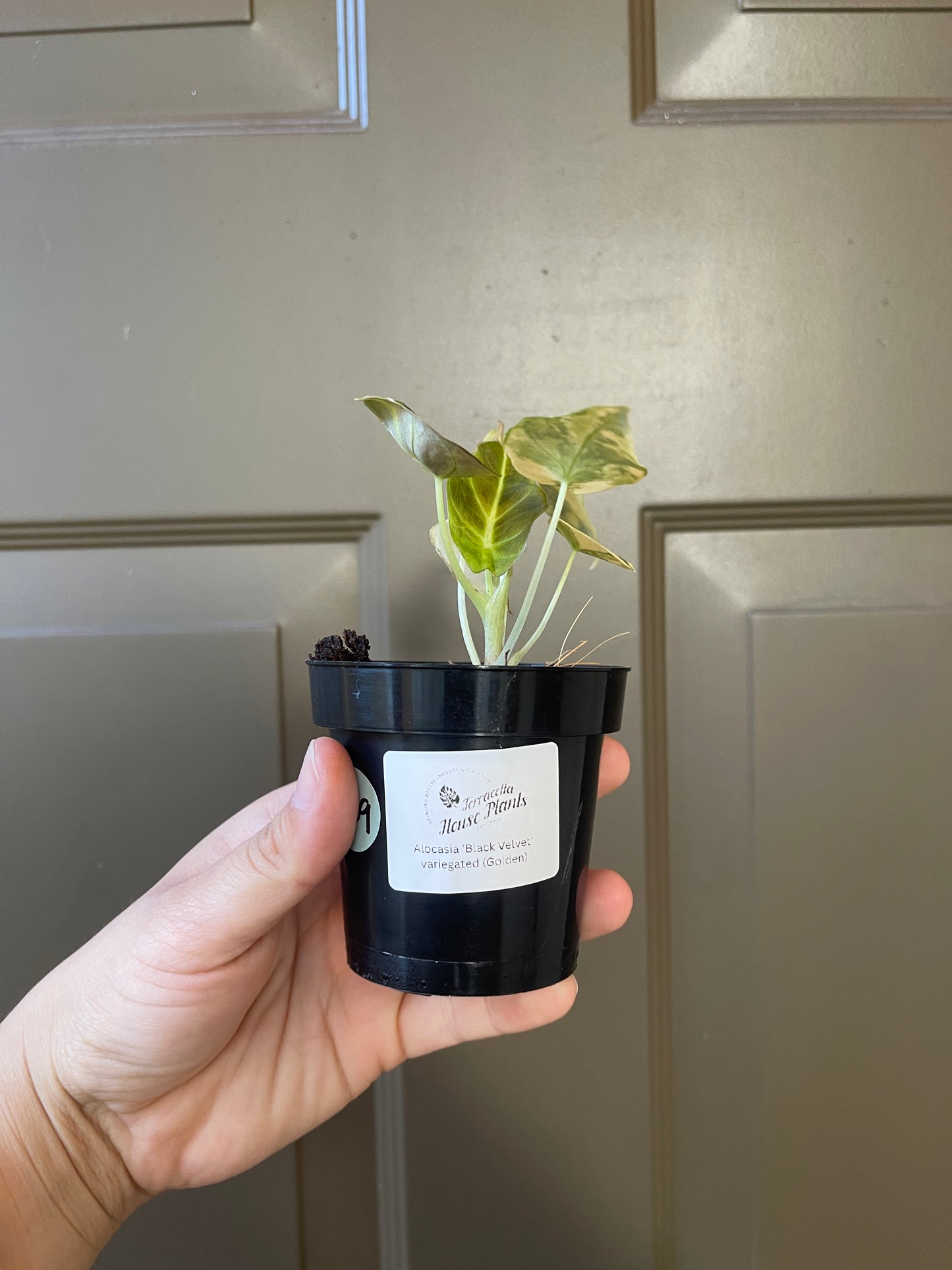 Alocasia 'Black Velvet' Variegated (Golden)