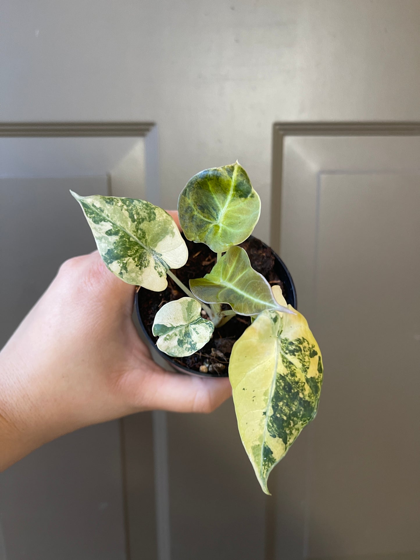 Alocasia 'Black Velvet' Variegated (Golden)