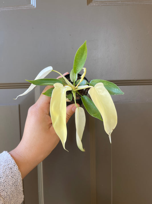 2" Philodendron 'Florida Ghost'