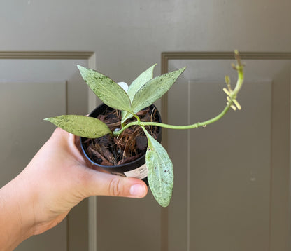 3" Hoya Nicholsoniae 'New Guinea Ghost' – A Hauntingly Beautiful Delight