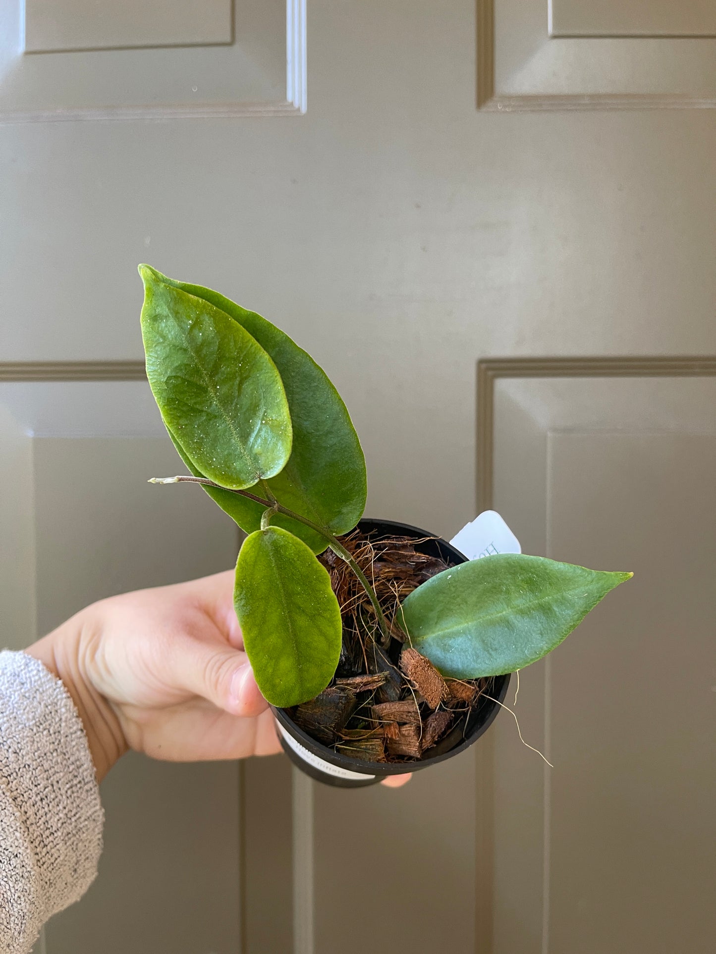 3" Hoya Inflata (2-3 Nodes) – A Unique Gem for Your Collection