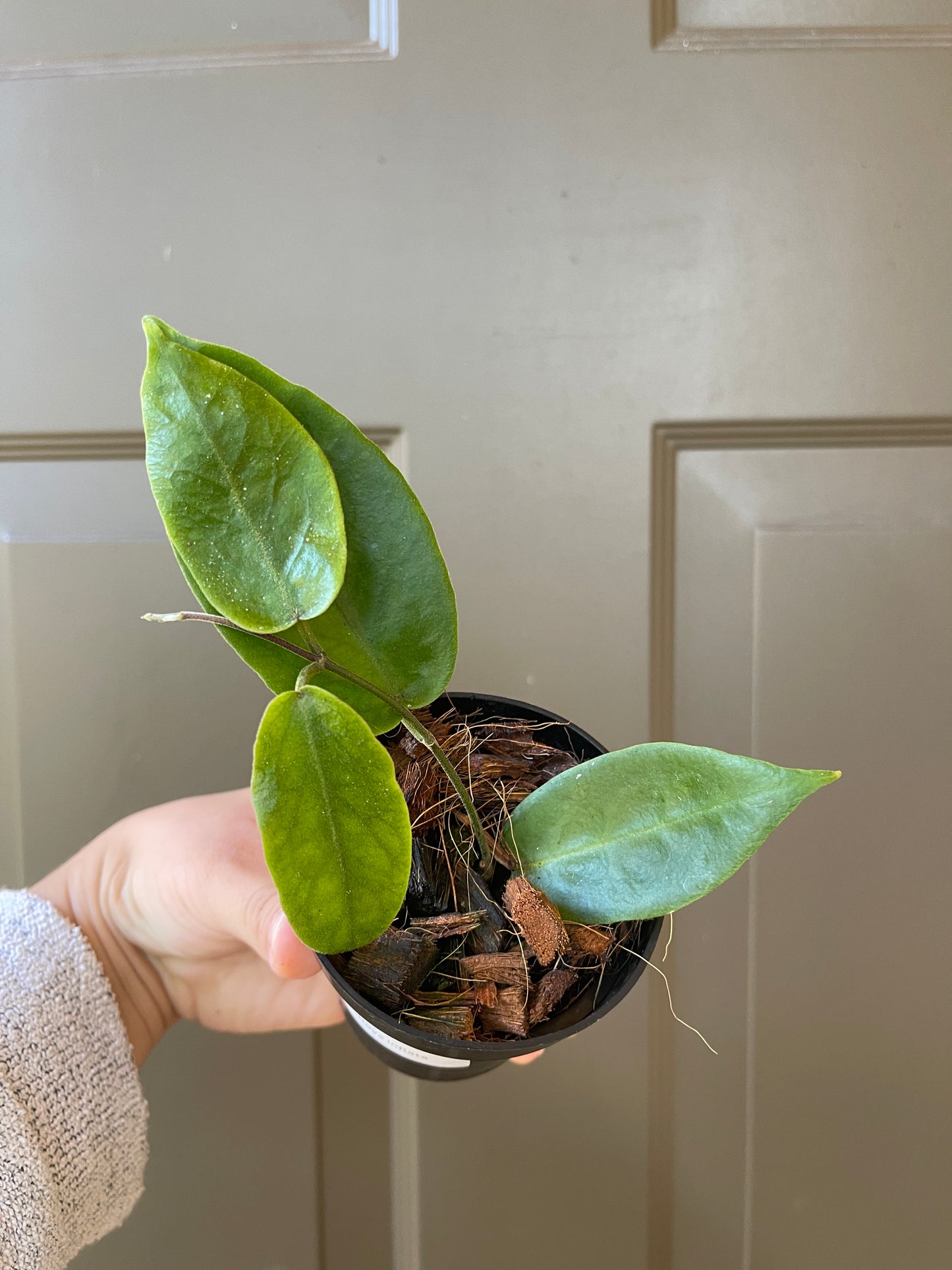 3" Hoya Inflata (2-3 Nodes) – A Unique Gem for Your Collection