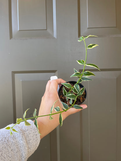 3" Hoya Bella (Outer Variegation) – A Classic Beauty with a Twist